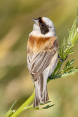 a male of penduline tit  close-up / Remiz pendulinus