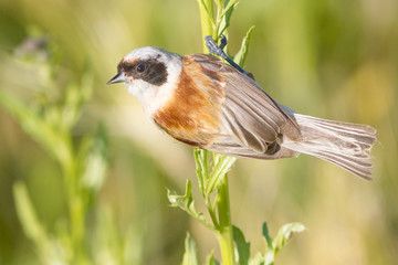 a male of penduline tit  close-up / Remiz pendulinus