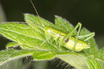 green grasshopper on the leaf close-up