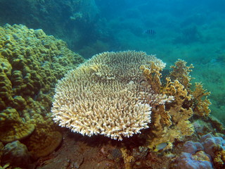 Fototapeta na wymiar Stone coral, area of the city of Nha Trang, Vietnam