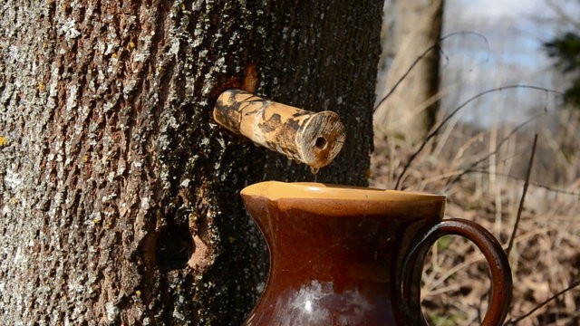 spring maple fresh sap drops in the forest