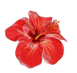 Red hibiscus flower. Vector image.