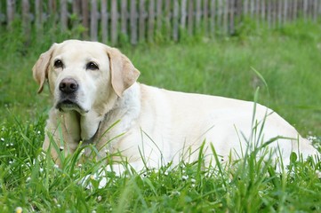 Yellow labrador retriever in grass