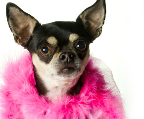 Pretty in Pink Chihuahua
