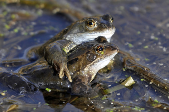Common Frogs