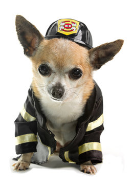 Chihuahua - Firefighter Fireman Cool Dog Men Hat' Unisex Premium T