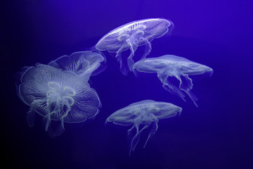 Group of light Jellyfish