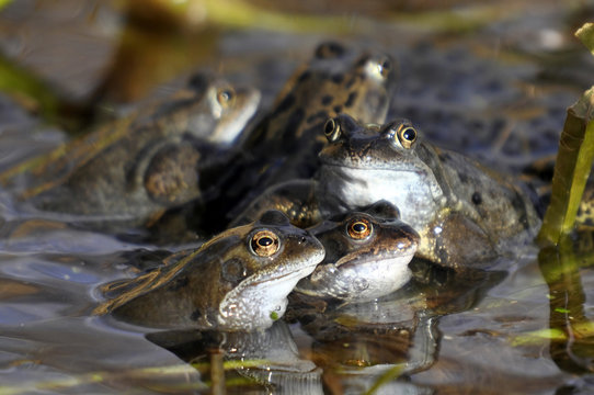 Frog Common Spawning