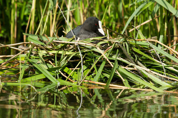 Common coot sitting on a nest