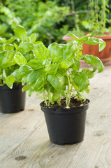 Basilico fresco - fresh basil