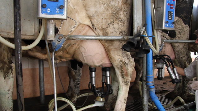 Milking Cows on Farm, working with dairy equipment