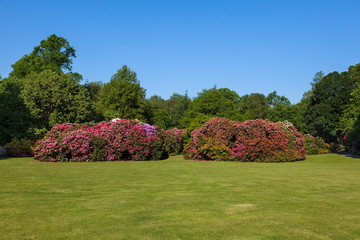 Beautiful Rhododendron Flower Bushes and Trees in a Sunny Garden