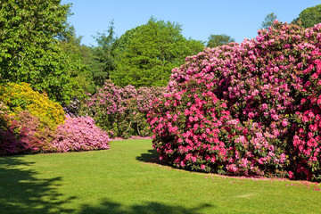 Naklejka premium Różaneczniki i krzewy azalii w pięknym ogrodzie letnim