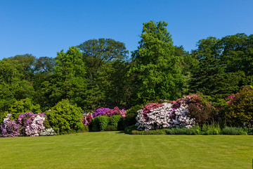 Rhododendron Azalea Bushes and Trees in Beautiful Summer Garden