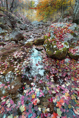 Fine autumn in the wood with the mountain river