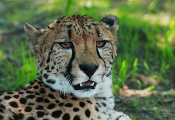 Cheetah