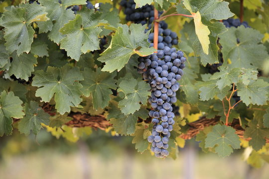 Bunch of ripe red grapes on vine