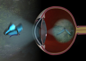 Sehvorgang am Beispiel eines vertikal geschnittenen menschlichen