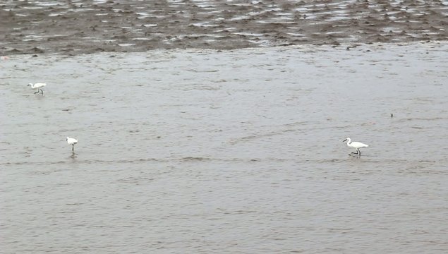 Egret fishing the Mudskipper