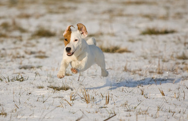 puppy in the snow