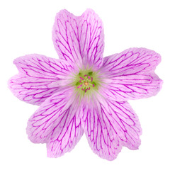 Pink Druce's Crane's-bill wildflower Isolated on White