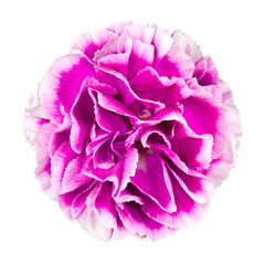 Pink and white Carnation Flower Isolated on White