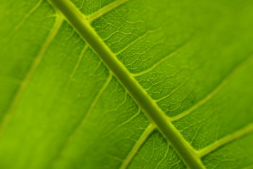 green leaf background
