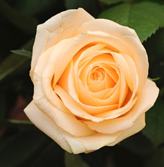 Cream rose with leaves