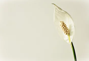 Crédence de cuisine en verre imprimé Nénuphars water lily flower