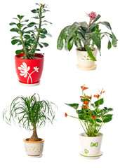 Set of indoor plants