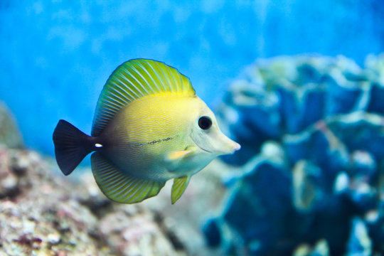 A photo of tropical fish in an aquarium.