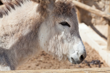 Cabeza de un joven burro