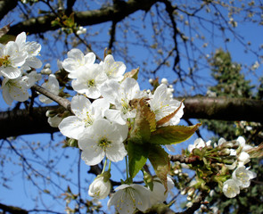 цветы  весны