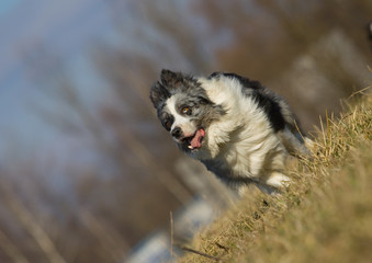 staring dog