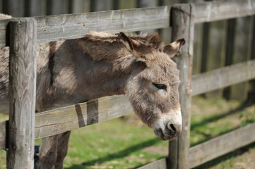 Ferien auf dem Bauernhof