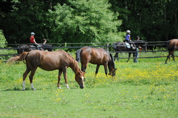 Ferien auf dem Bauernhof