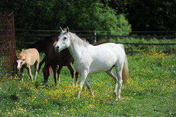 Obraz premium Ferien auf dem Bauernhof