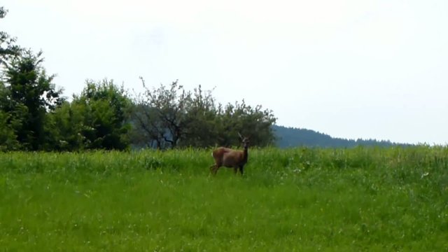 Reh in der Wiese