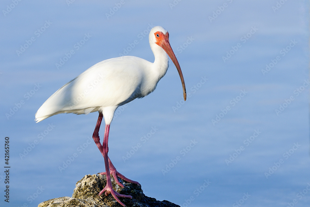 Wall mural american white ibis, eudocimus albus