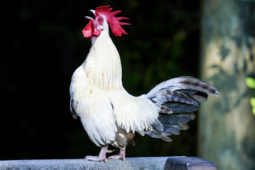 rooster
