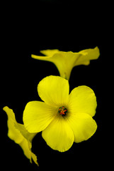 flor amarilla sobre fondo negro