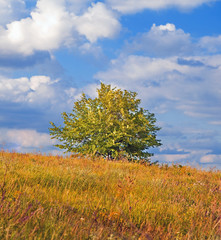 Landscape. Beautiful tree in autumn day