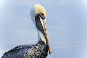 brown pelican, pelecanus occidentalis