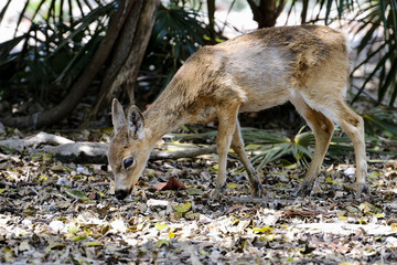key deer, odocoileus virginianus clavium