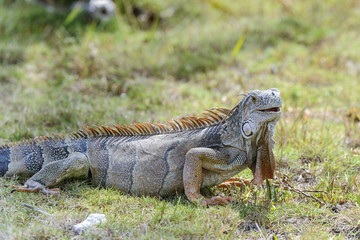 green iguana, iguana iguana