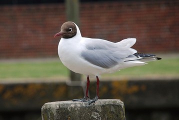 Black-headed gull (Chroicocephalus Ridibundus), England