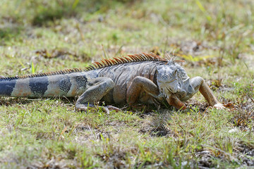 green iguana, iguana iguana