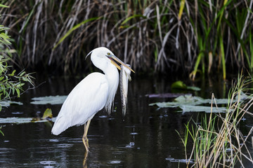 great white heron (a.k.a. great blue heron)