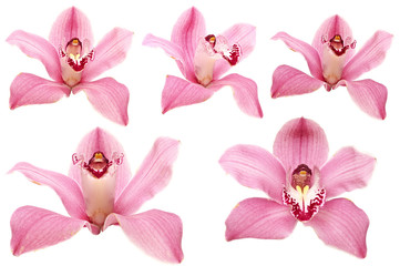 beautiful pink orchid flower on white background