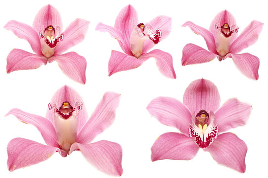 Fototapeta beautiful pink orchid flower on white background